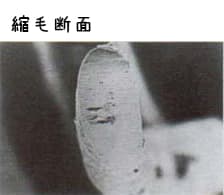 縮毛髪の断面(楕円形)の模式図