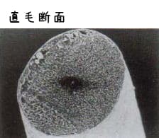 直毛髪の断面(円形に近い)の模式図