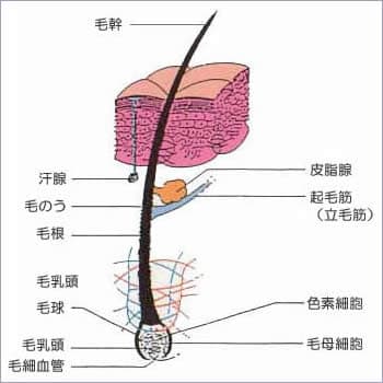 頭皮と毛髪の構造図